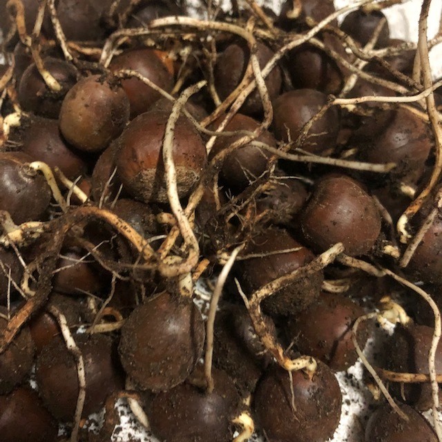 発根済み どんぐり【クヌギ】30個拍卖