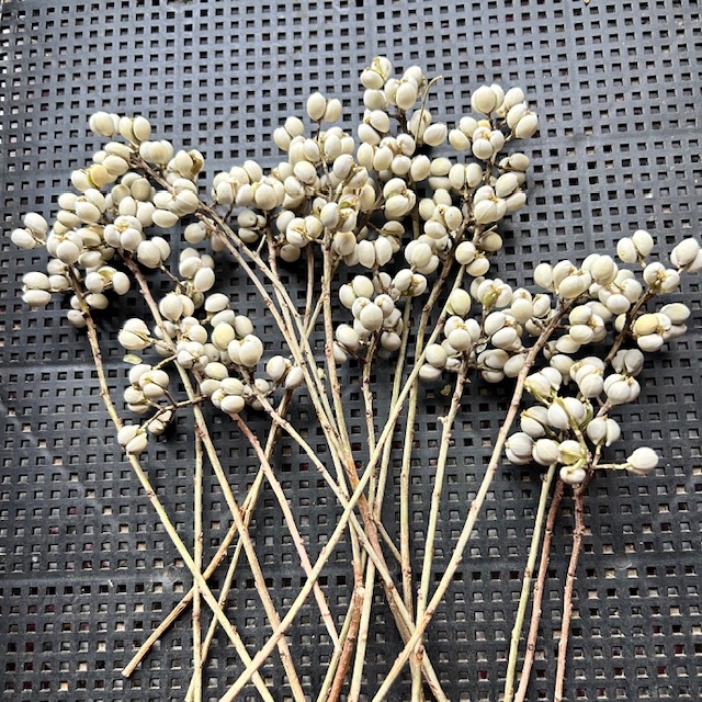 実付き最高! ナンキンハゼ 20本拍卖