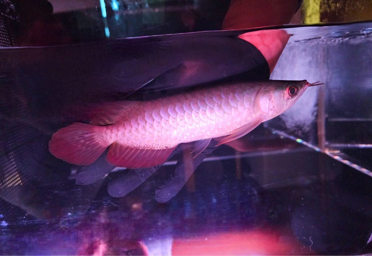 スーパーレッド emperorred皇帝 ツンとした先端スプーンヘッド 極赤目 スレイヤー血統 ビッグテール 全国発送拍卖