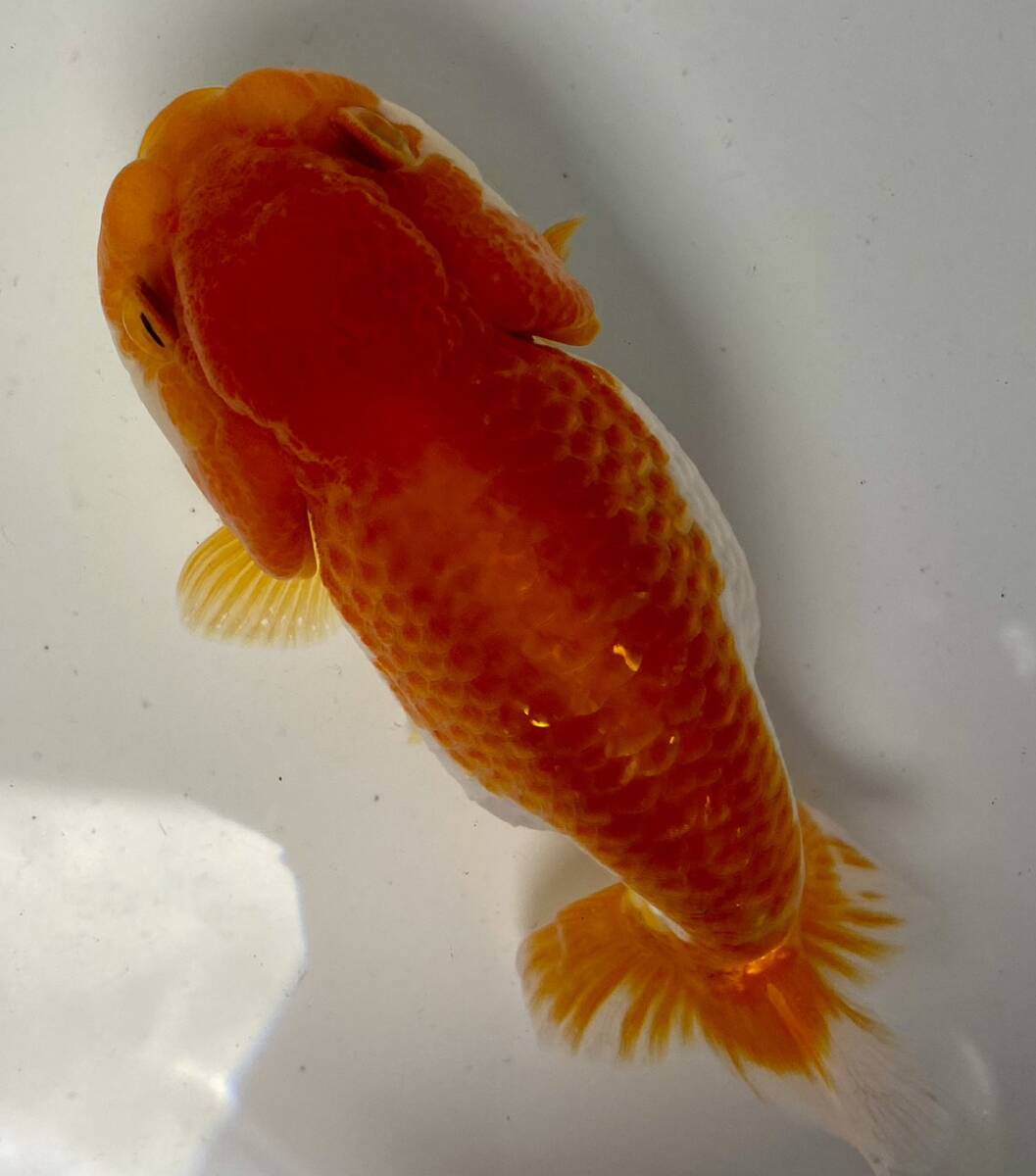 6◆弥富らんちゅう◆参歳13.5cm雌◆弐八◆(沖縄 離れ島は発送不可。説明文参照乞う。)拍卖