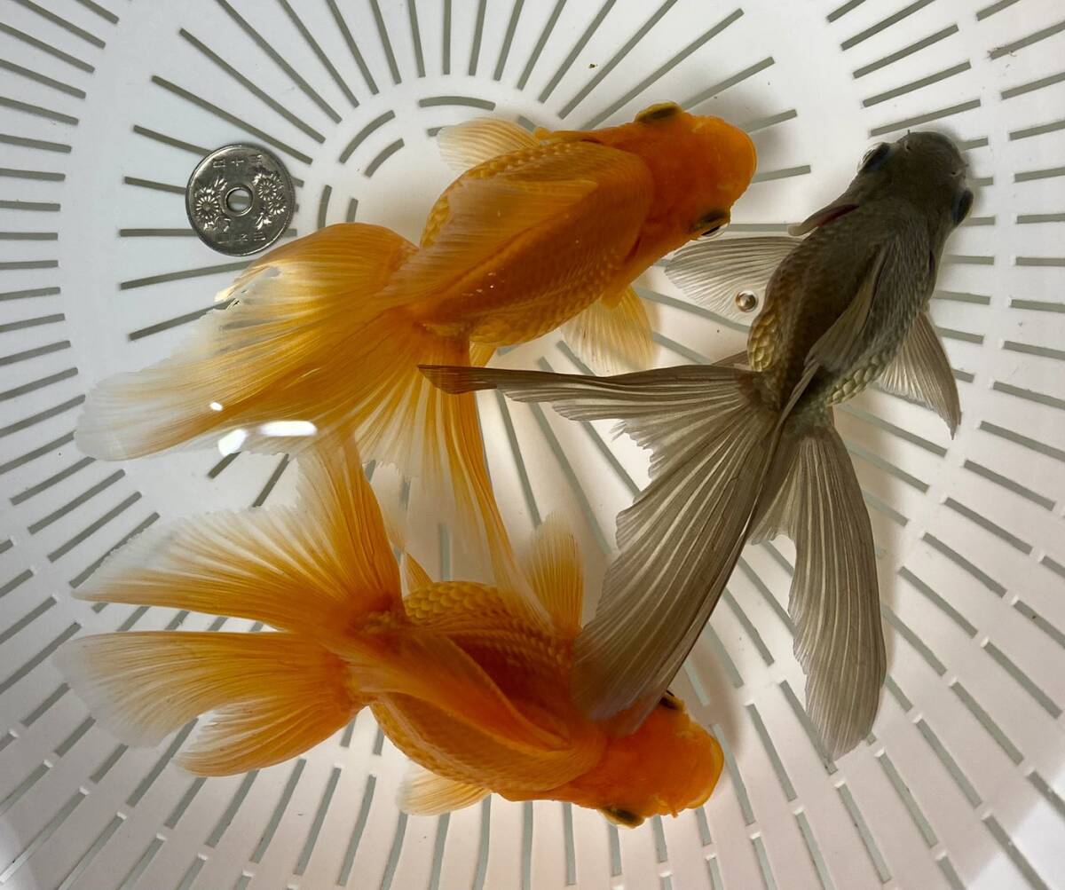 ZR-2◆大琉金◆弐歳 3匹◆弐八◆(沖縄 離れ島は発送不可。説明文参照乞う。)拍卖