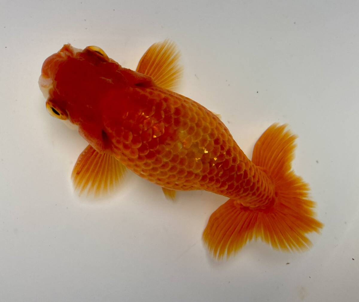 3◆浜松産 大阪らんちゅう◆弐歳14cm雄◆弐八◆(沖縄 離れ島は発送不可。説明文参照乞う。)拍卖