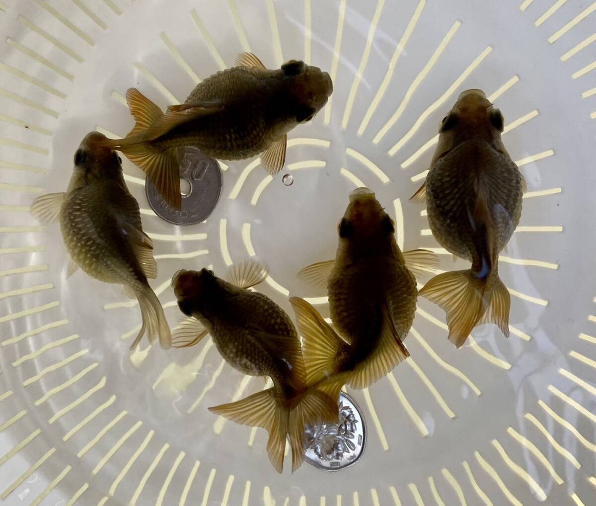 Z-11◆ブラックピンポンパール◆当歳 5匹◆弐八◆(沖縄 離れ島は発送不可。説明文参照乞う。)拍卖