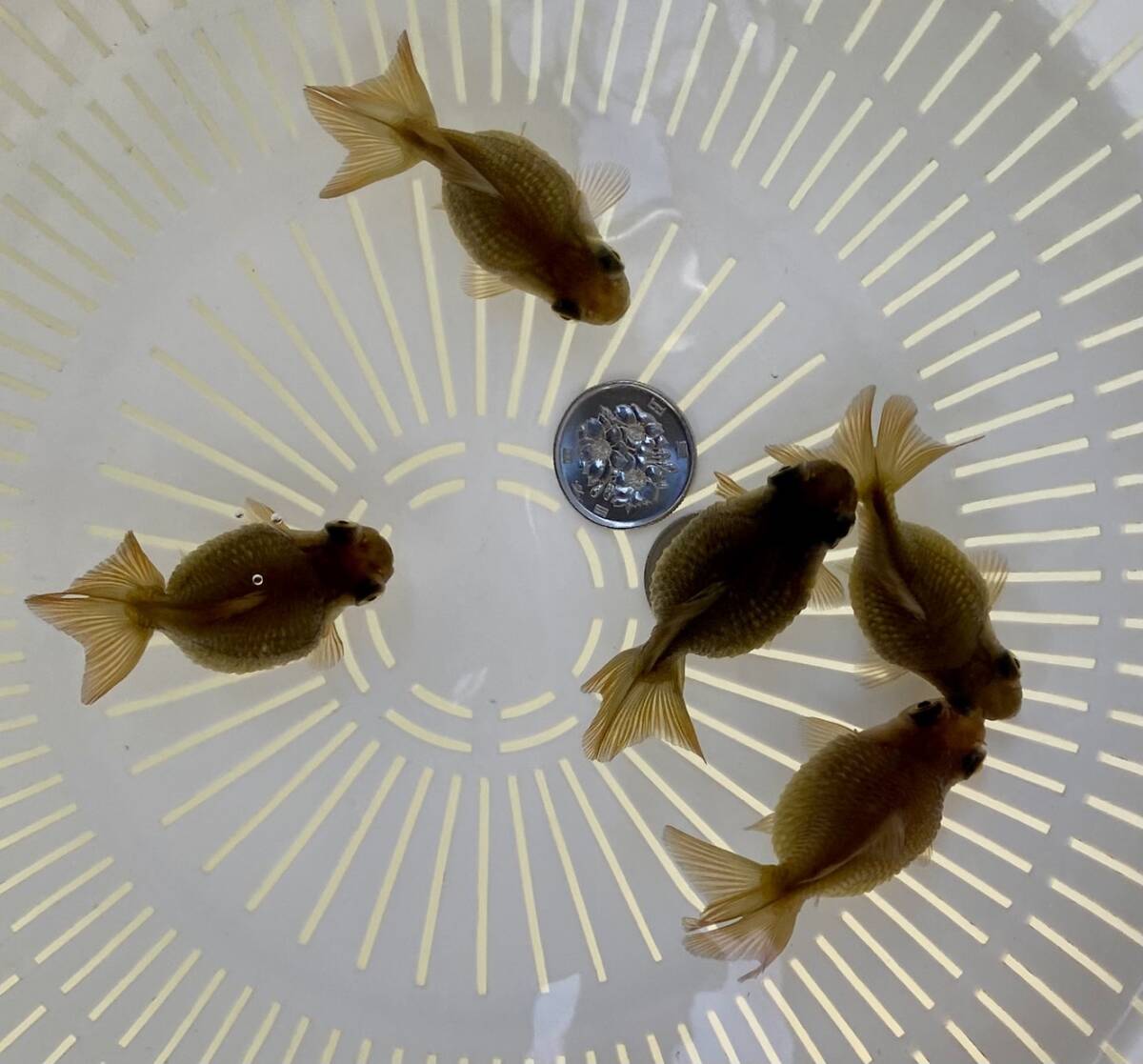 Z-10◆ブラックピンポンパール◆当歳 5匹◆弐八◆(沖縄 離れ島は発送不可。説明文参照乞う。)拍卖