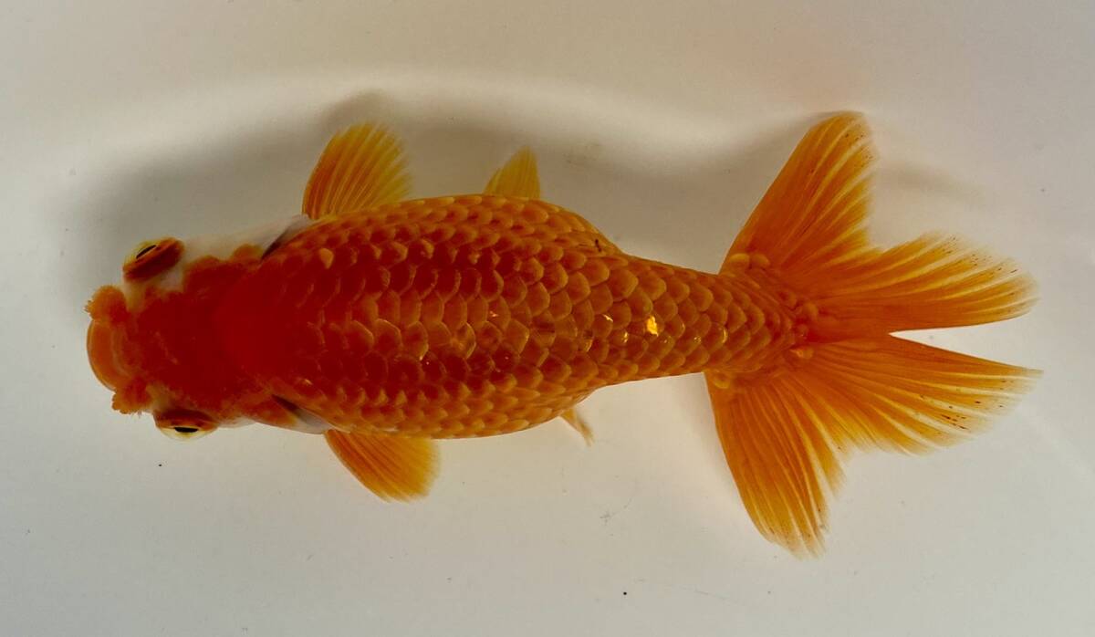 4◆浜松産 大阪らんちゅう◆弐歳13.5cm雄◆弐八◆(沖縄 離れ島は発送不可。説明文参照乞う。)拍卖