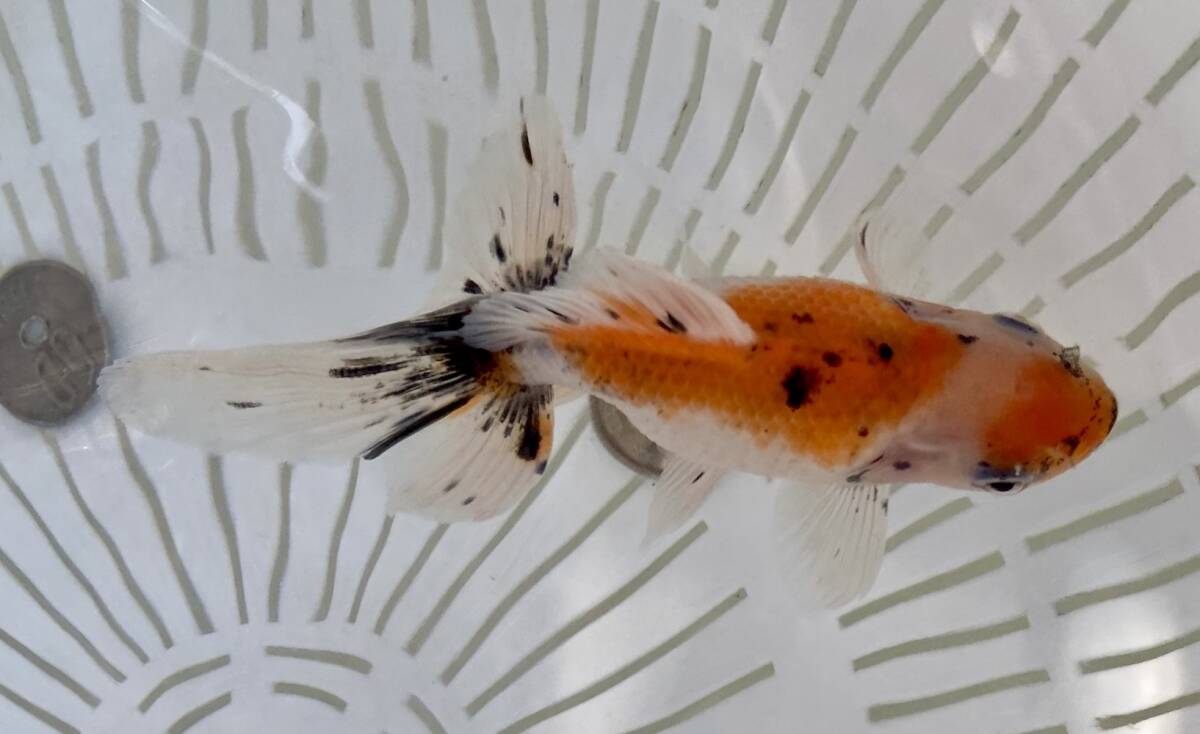 Z-1◆変わり東錦◆弐歳◆弐八◆(沖縄 離れ島は発送不可。説明文参照乞う。)拍卖