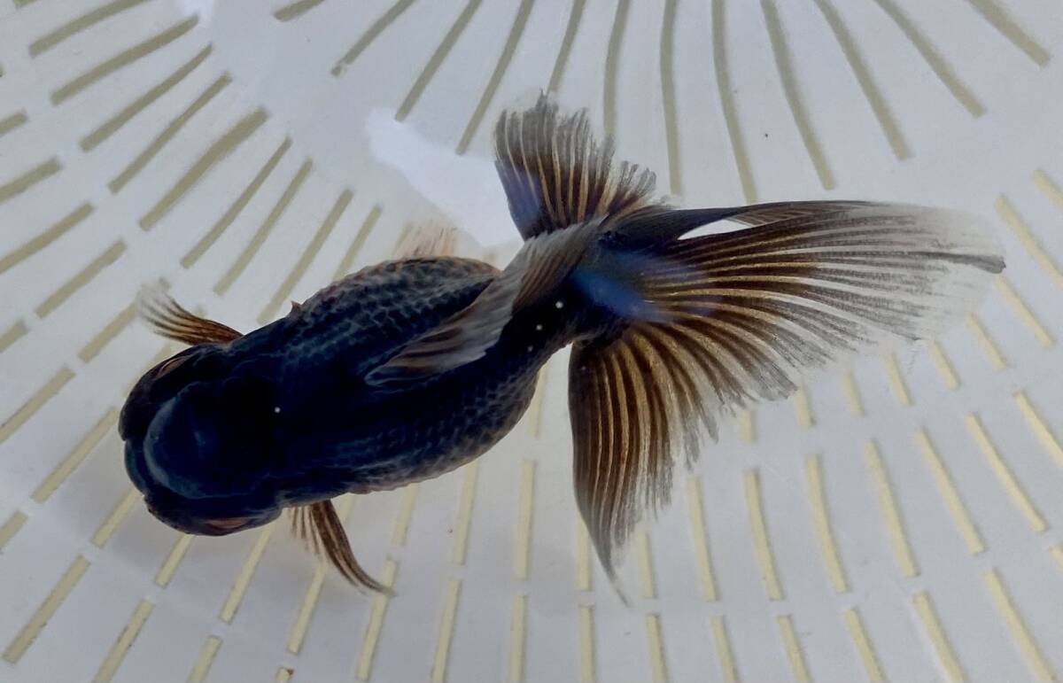 Z-6◆五色東錦◆弐歳◆弐八◆(沖縄 離れ島は発送不可。説明文参照乞う。)拍卖