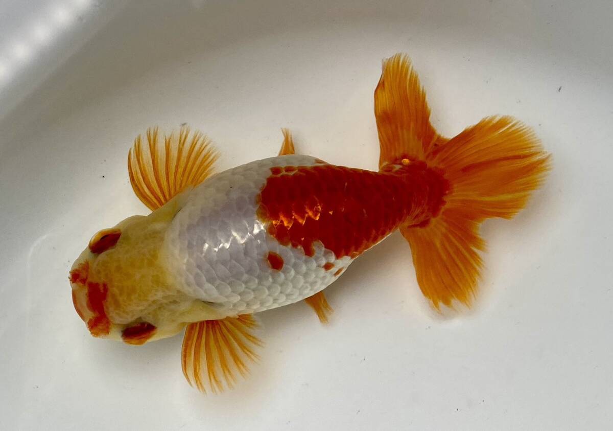 1◆浜松産 大阪らんちゅう◆弐歳13cm雄◆弐八◆(沖縄 離れ島は発送不可。説明文参照乞う。)拍卖