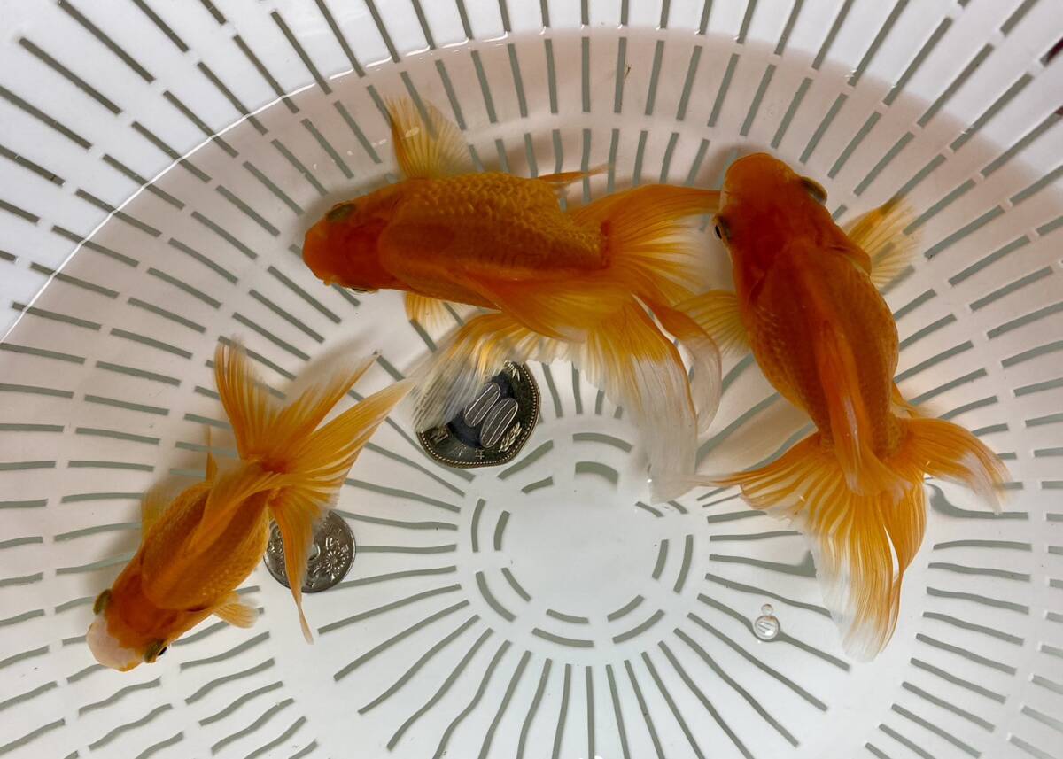 ZR-3◆大琉金◆弐歳 3匹◆弐八◆(沖縄 離れ島は発送不可。説明文参照乞う。)拍卖