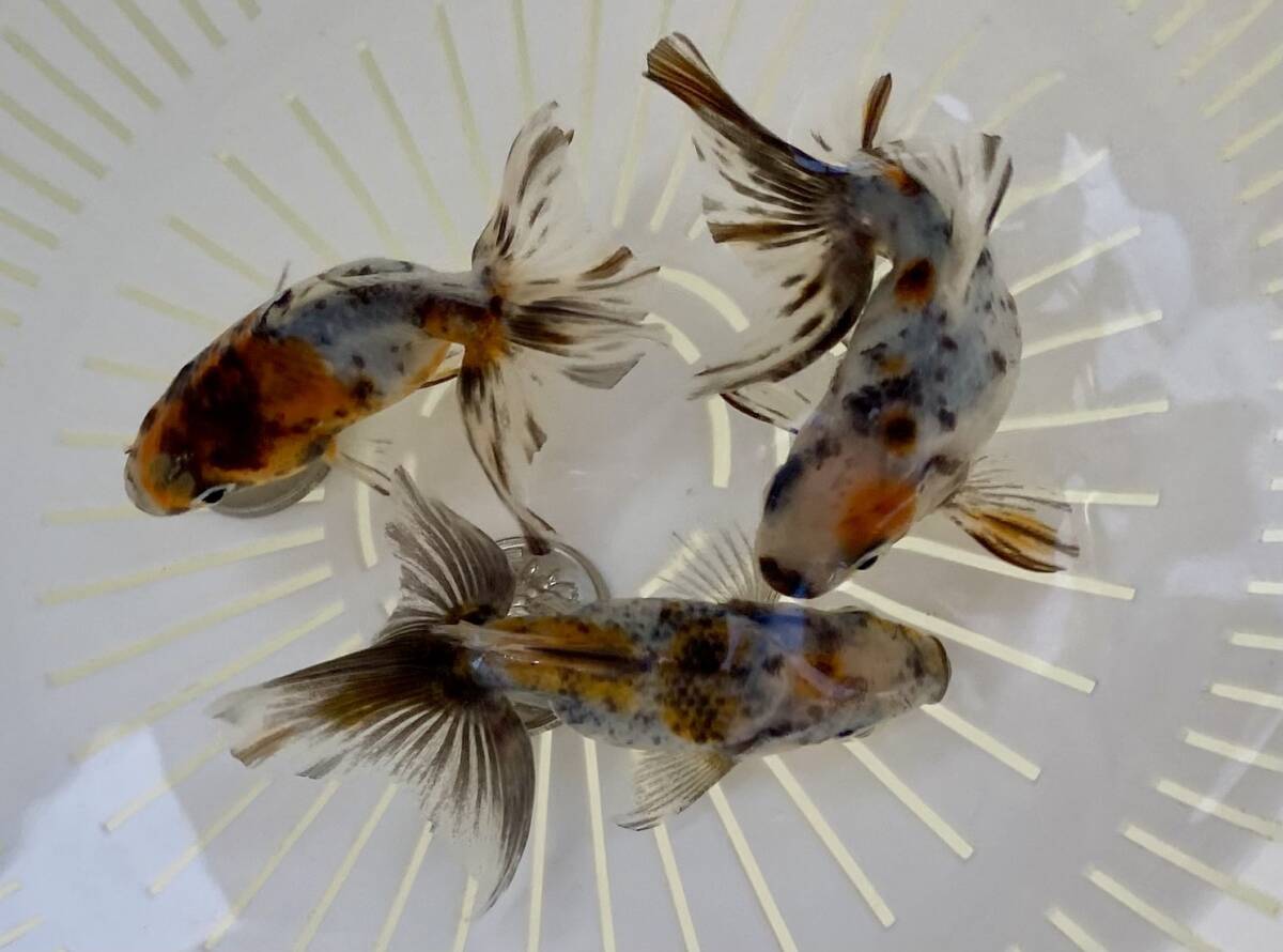 Z-9◆豊川産 キャリコ土佐錦◆当歳 3匹◆弐八◆(沖縄 離れ島は発送不可。説明文参照乞う。)拍卖