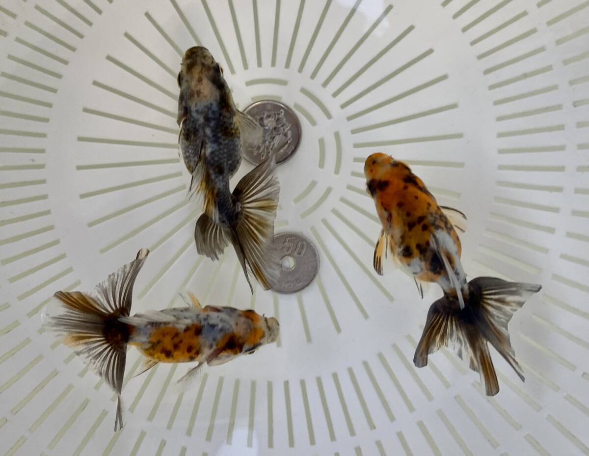 Z-7◆豊川産 キャリコ土佐錦◆当歳 3匹◆弐八◆(沖縄 離れ島は発送不可。説明文参照乞う。)拍卖