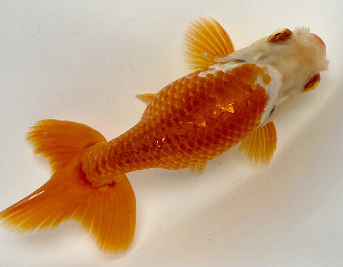 2◆浜松産 大阪らんちゅう◆弐歳13.5cm雄◆弐八◆(沖縄 離れ島は発送不可。説明文参照乞う。)拍卖