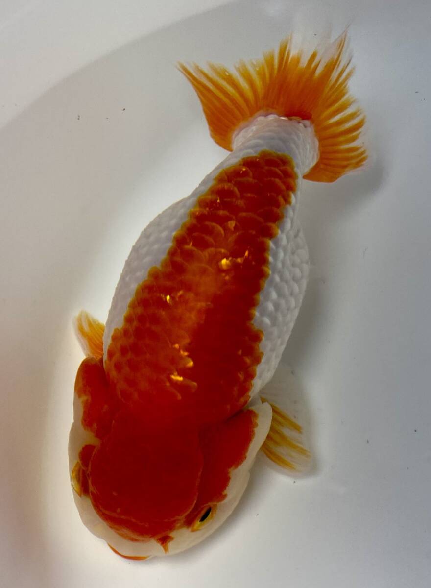 1◆弥富らんちゅう◆参歳14cm雄◆弐八◆(沖縄 離れ島は発送不可。説明文参照乞う。)拍卖