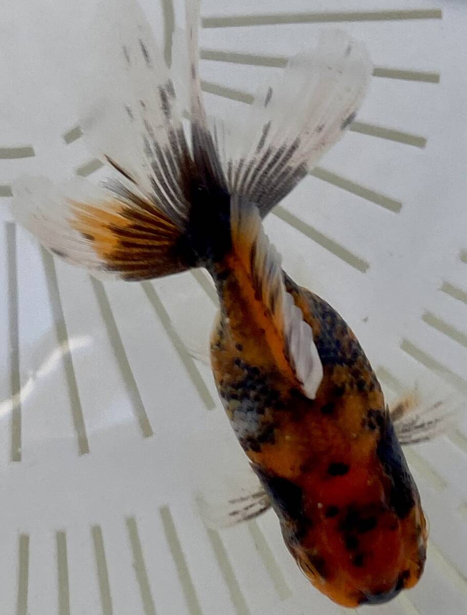 Z-3◆変わり東錦◆弐歳◆弐八◆(沖縄 離れ島は発送不可。説明文参照乞う。)拍卖