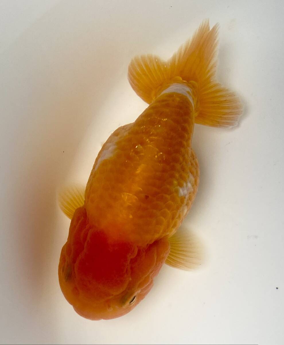 3◆弥富らんちゅう◆参歳14cm雌◆弐八◆(沖縄 離れ島は発送不可。説明文参照乞う。)拍卖