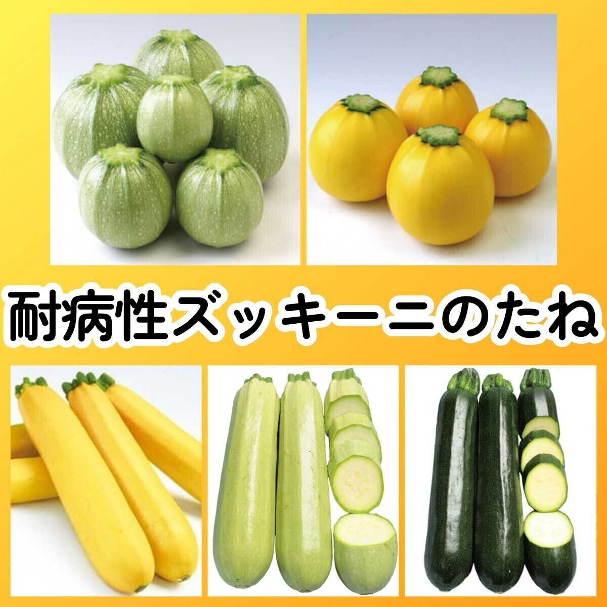 匿名配送無料◆耐病性ズッキーニ種5種セット◆パリーノオリーブ パリーノジャッロ ゼルダジャッロ オリーブヤングマン ダークヤングマン拍卖