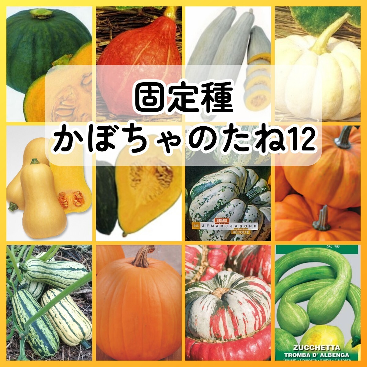 匿名配送無料◆固定種カボチャ種12◆東京南瓜打木赤皮飛騨南瓜白皮砂糖バターナッツきぬごしミニパンプキンデリカータターバンハロウィーン拍卖