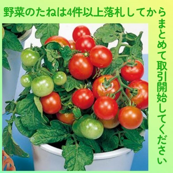 4件以上落札◆トマト種◆レジナ 10粒◆固定種 鉢植えミニトマト 矮性ミニトマト 支柱がいらない 食用にも観賞用にも拍卖