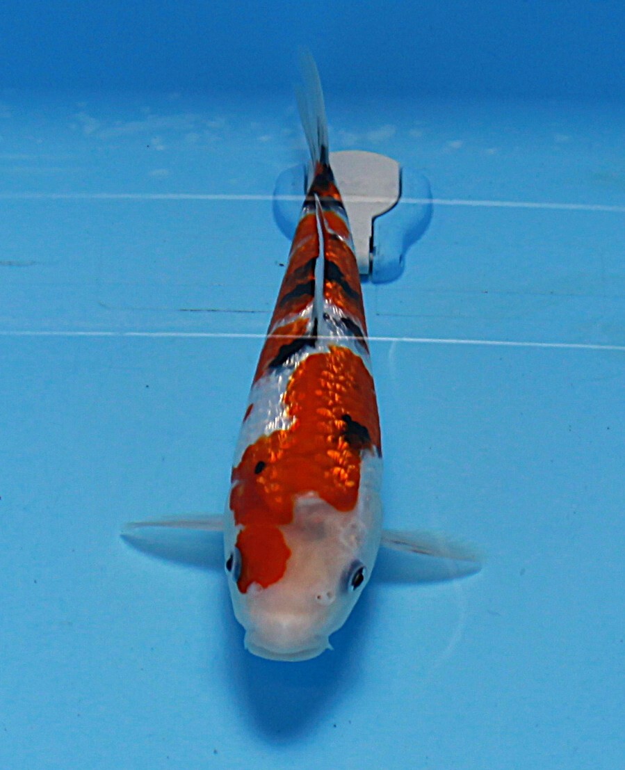 【愛好家の錦鯉】大家養殖場産 銀鱗三色 二歳 約25センチ拍卖