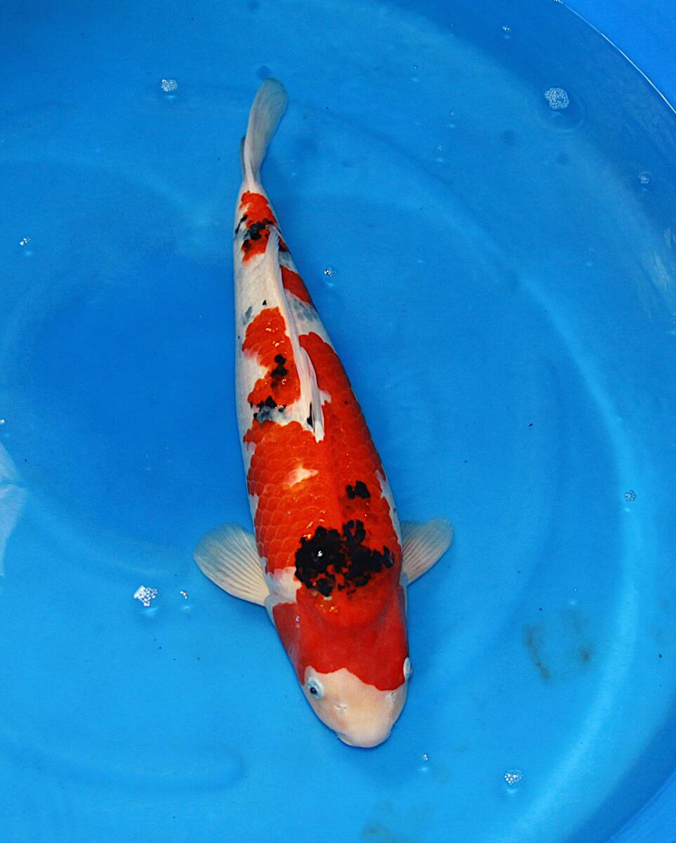 【愛好家の錦鯉】和泉屋養鯉場産 大正三色 三歳 約50センチ 雌拍卖