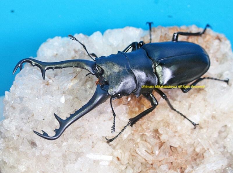 2025,10/24 新着WILD タイ便 希少性高い!! ギラファノコギリ原名亜種 No,1 ♂90mmUPペア拍卖