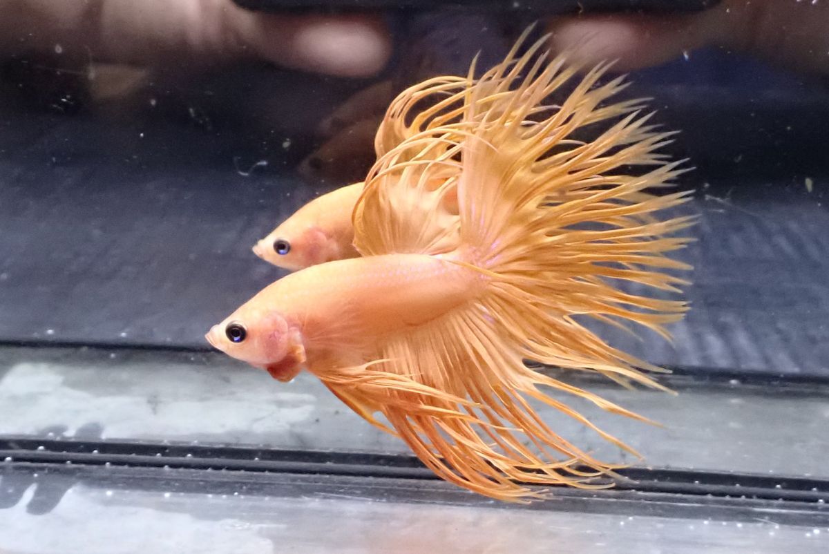 45<water-flap> ベタ オス クラウンテール スーパーオレンジ拍卖