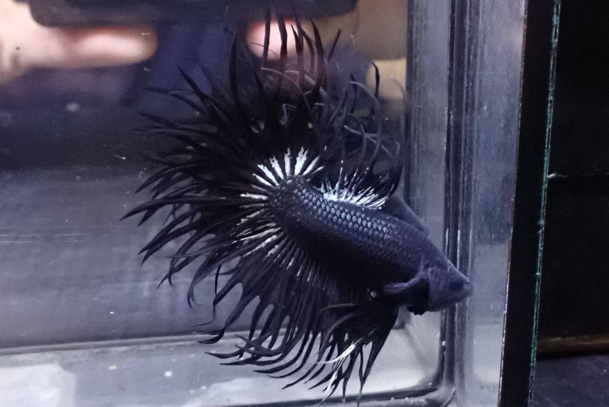 37<water-flap> ベタ オス キングクラウンテール拍卖