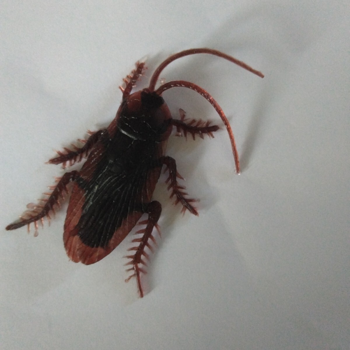 【8】ゴキブリのおもちや拍卖