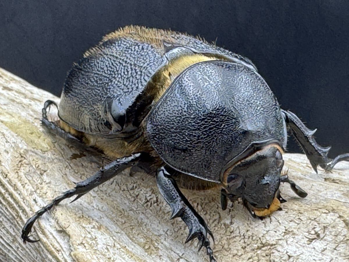 ネプチューンオオカブト ギネス血統 メス単②拍卖