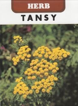 <ハーブの種>タンジー 0.1ml 約380粒 虫よけ、ハエ除けハーブ拍卖