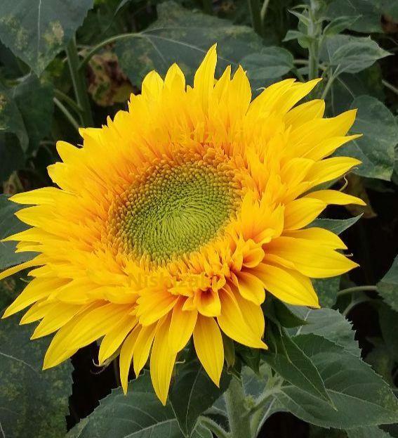 【花種】ひまわり F1スターバーストグリーンバースト 30粒 八重咲きヒマワリ たね 向日葵拍卖