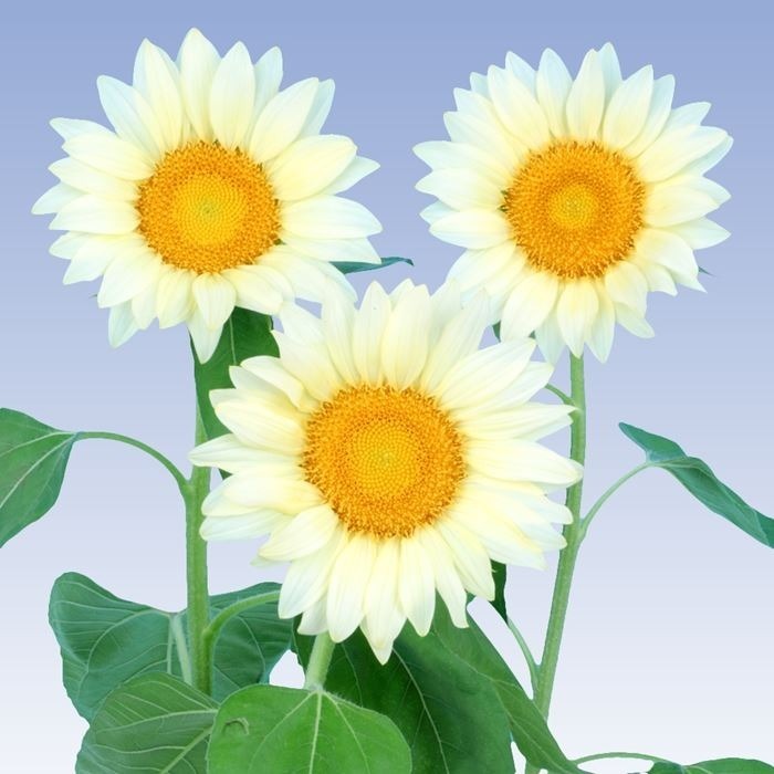 【花の種】珍しい白いヒマワリ ひまわり ホワイトムーン 30粒 花びらが白系 4種郵便のみ送料無料拍卖