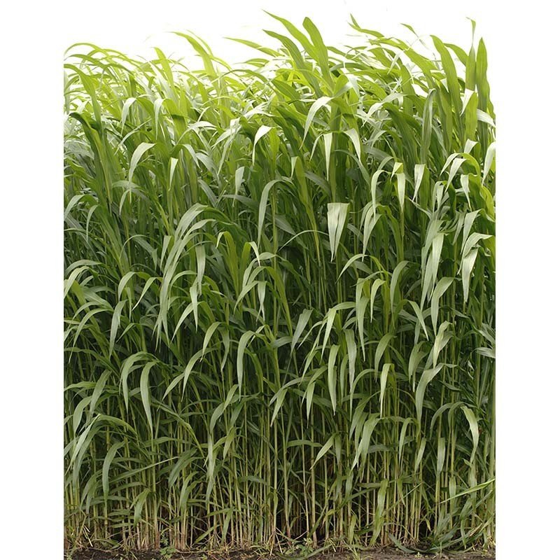 ソルガムの種 つちたろう ジャンボ 100g(約5~8坪分)緑肥・土壌調整に! ソルゴーの種 風よけに 防風拍卖