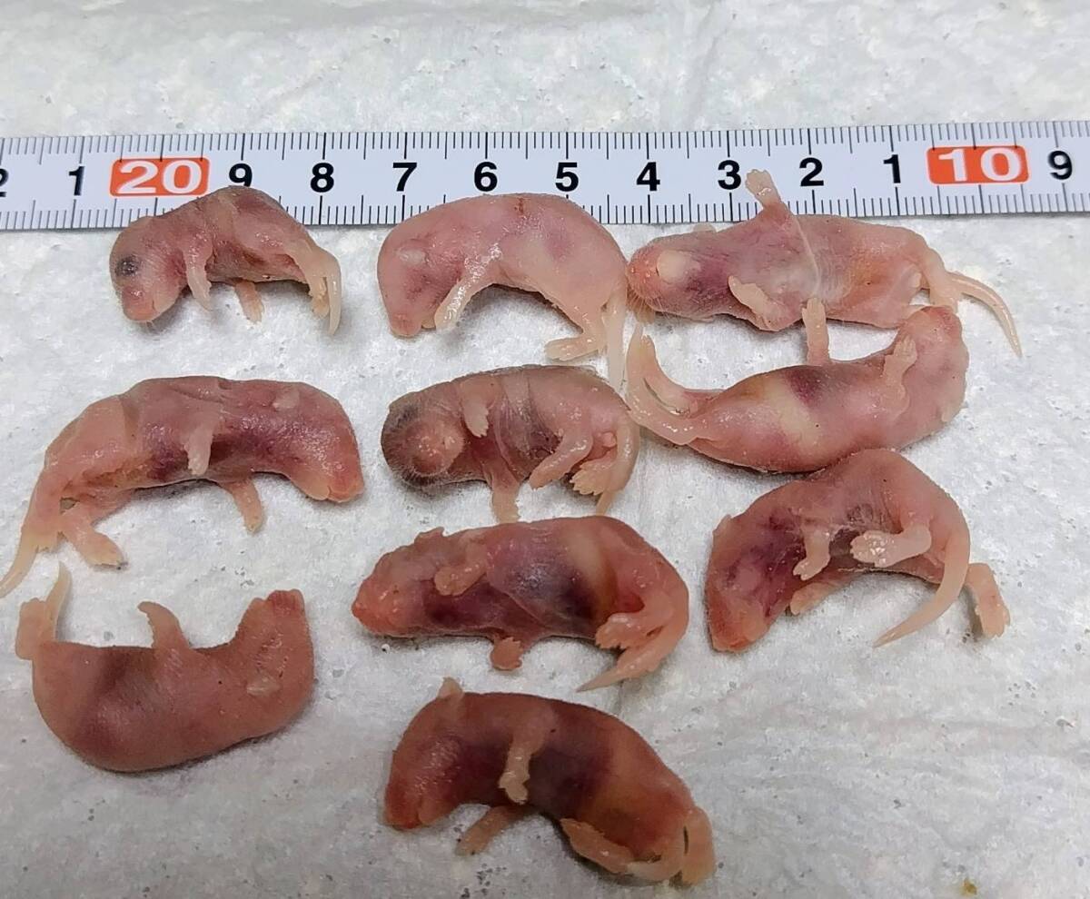 冷凍ピンクマウス M 50匹拍卖