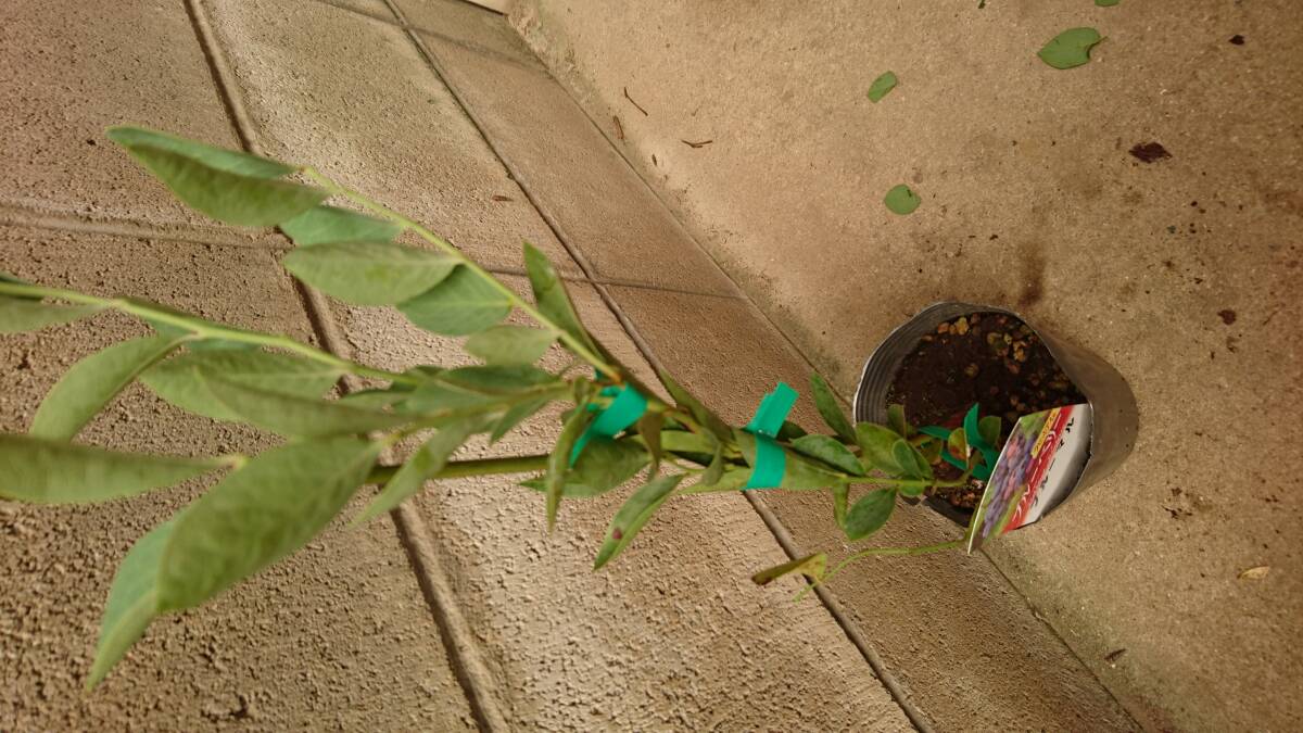 大実ブルーベリー【ブルーマル】鈴なりに実るラビットアイ系拍卖