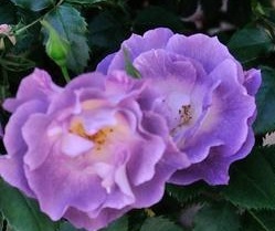 【ブルー・フォー・ユー】新奇性の高い色合いの花は発売と同時に大きな話題に拍卖