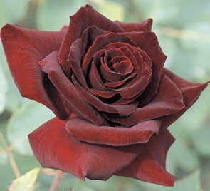 【黒真珠】美麗なビロードのような光沢、日本を代表する黒系バラ拍卖