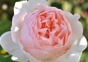 【シャリファ・アスマ】廃盤イングリッシュローズ拍卖