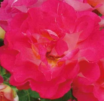 【春風】濃いピンクのバイカラーで弁底に黄色がはいり華やか拍卖