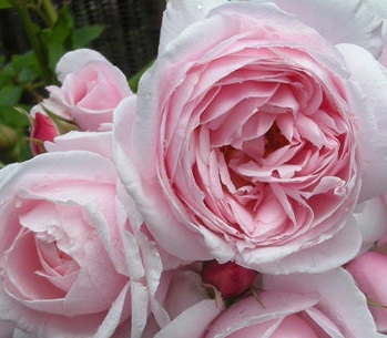 【ナエマ】明るくエレガントに咲くソフトピンクのディープカップ咲き拍卖