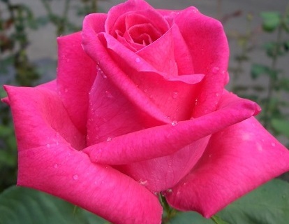 【ディム・和子】市場にあまり出ない希少種拍卖