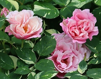 【ヘルシューレン】美しい斑入り葉と香り高い芳香を併せ持つ大輪花拍卖