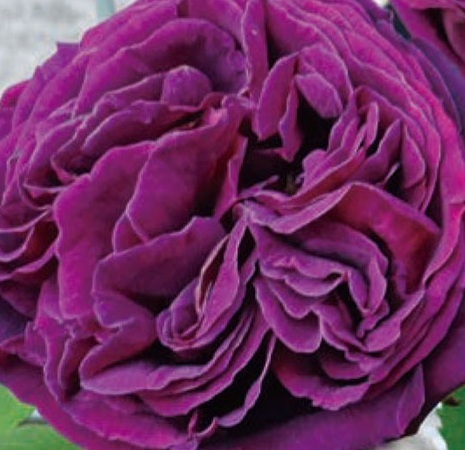 【スブニール・ドゥ・ドクトル・ジャメイン】黒みを帯びた深い色彩拍卖