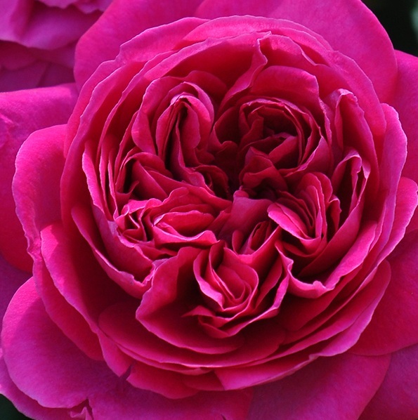 【ルージュ・ロワイヤル】アンティーク調の半剣弁ロゼット咲き花弁拍卖