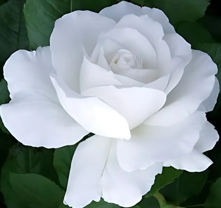 【アンナプルナ】透き通るシルキーホワイトの大輪花拍卖