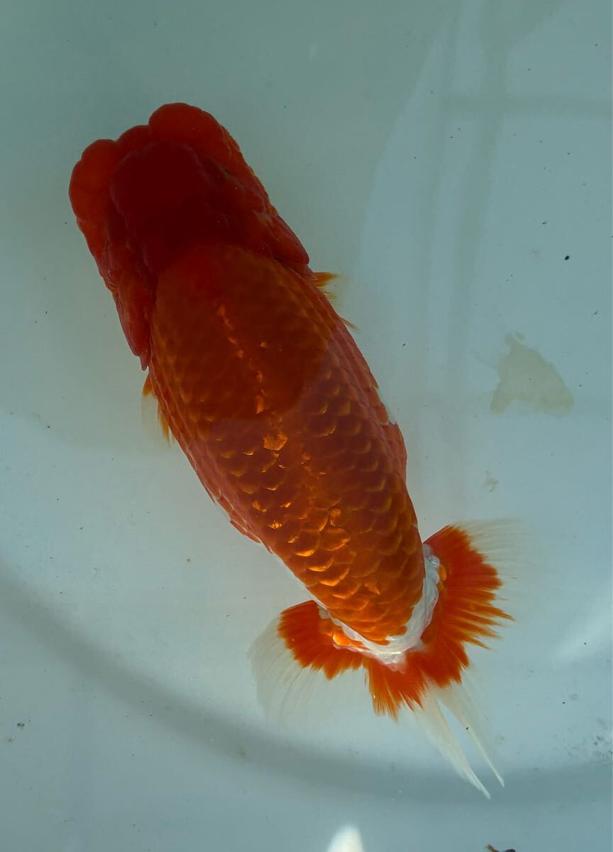 メイパパらんちゅう らんちゅう当歳品評会西小結入賞魚拍卖