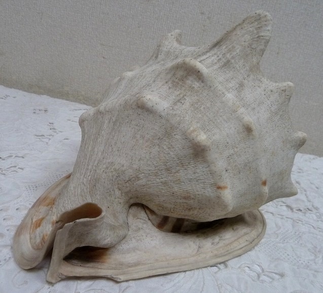 (☆BM)大型 トウカムリガイ/貝殻(0814-①)23㎝/1.52kg 唐冠 大きいサイズ 巻貝 自然 アクアリウム オブジェ 置物 教材 拍卖