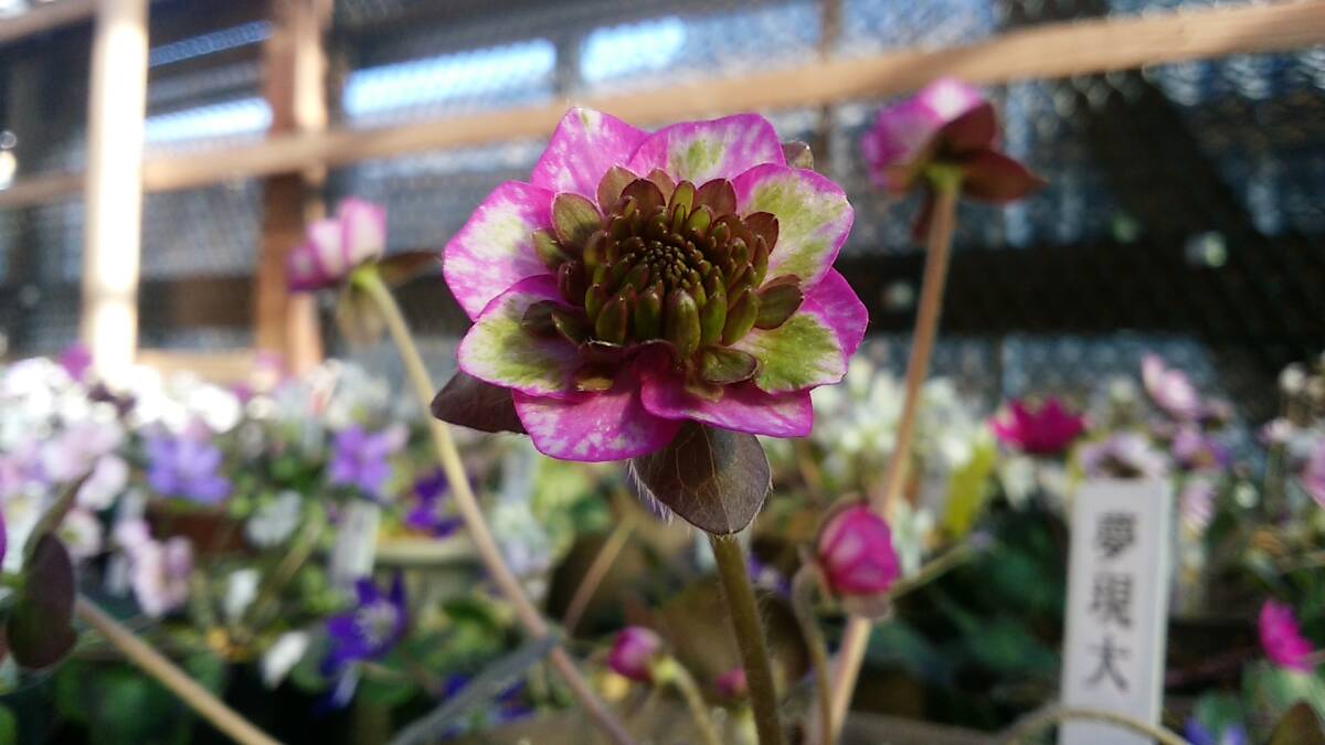 雪割草 掘大三段系 三段咲き 夢現大 1芽品拍卖