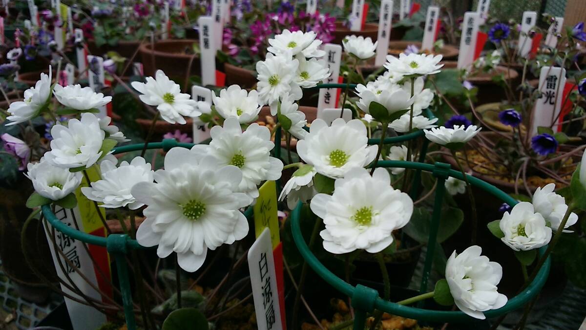 雪割草 原種 二段咲き 白涼扇 1芽品拍卖