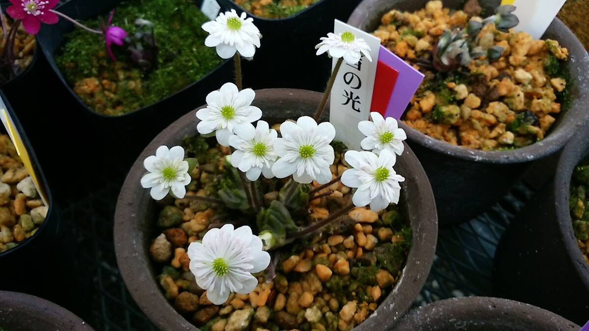 雪割草 佐渡原種 二段咲き 雪の光 1芽品拍卖